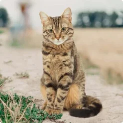 REAL NATURE Original Kitten 12x85g Huhn Mit Pute Mit Roter Paprika Und Lachsöl -Geschäft Für Heimtierbedarf bc56b458619aa86240780c2f64ff928db9b8da6b 1246887 de DE Real Nature Original Cat Bild