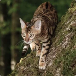 REAL NATURE WILDERNESS Kitten 16x100g True Country Huhn & Lachs -Geschäft Für Heimtierbedarf d8d56532a72718c4b32c66c9dab67dcaff97d3de 1265729 de DE Real Nature Wilderness Cat Bild 2