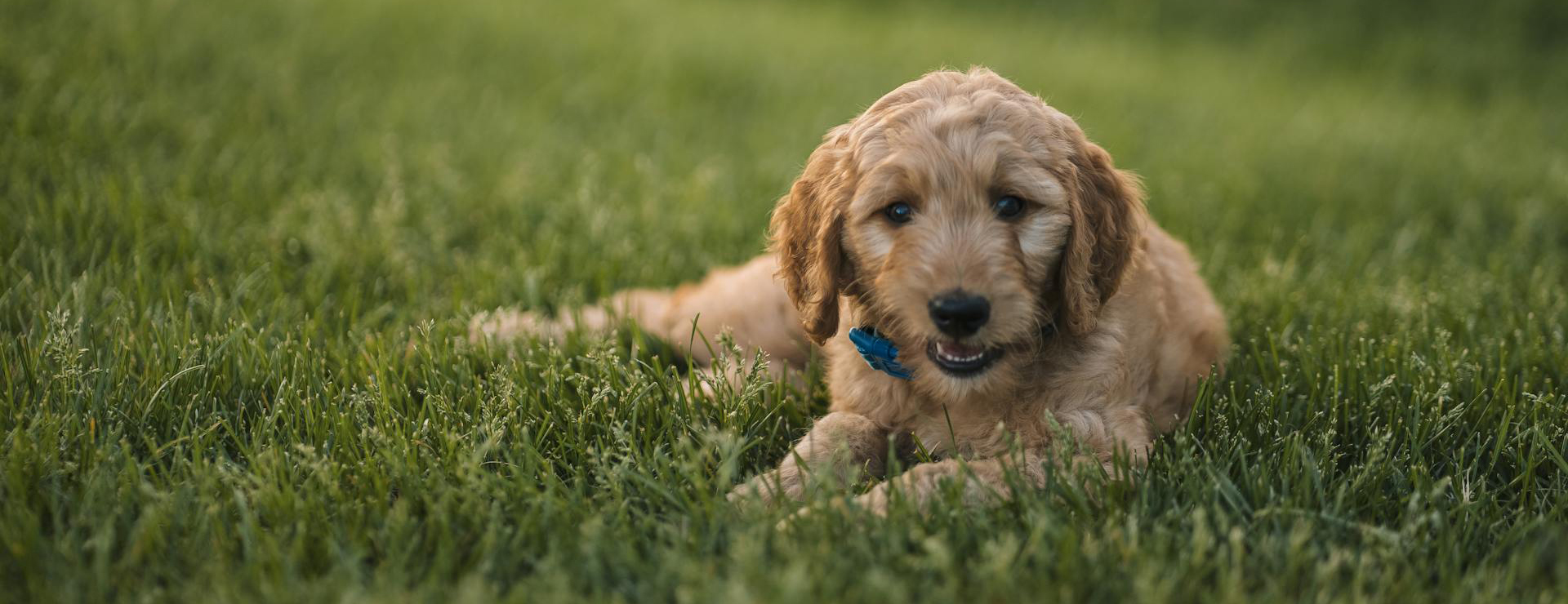 Geschäft Für Heimtierbedarf -Geschäft Für Heimtierbedarf pexels olya harytovich 512741947 17075276