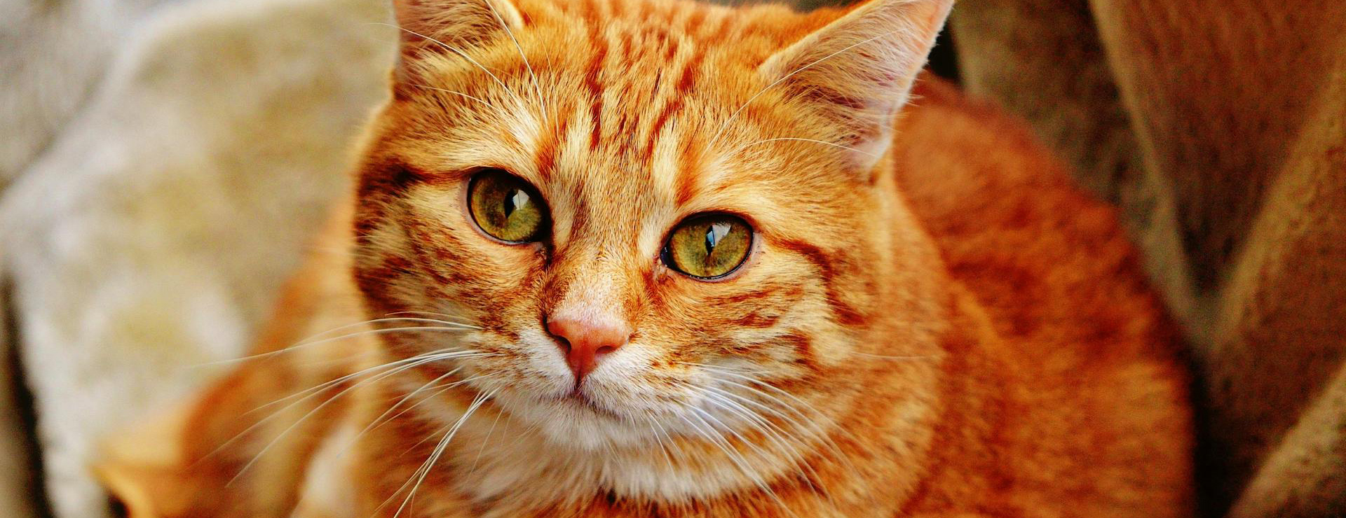 Geschäft Für Heimtierbedarf -Geschäft Für Heimtierbedarf pexels pixabay 33492